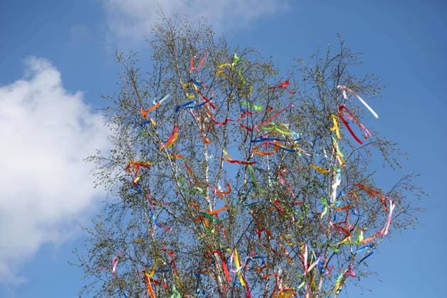 Erfurt 06.05.2023, Erfurt, Domplatz, bunte Baender an einem Maibaum *** Erfurt 06 05 2023, Erfurt, cathedral square, colorful ribbons on a maypole