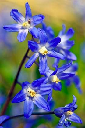  Zweiblättriger Blaustern (Scilla bifolia), Sternhyazinthe, Berlin, Deutschland, Europa *** Zweiblättriger Blue Patterns Scilla Bifolia , Star hyacinth, Berlin, Germany, Europe Copyright: imageBROKER/IngoxSchulz ibxisb08700509.jpg