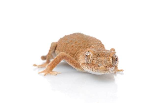 Helmeted Gecko against a white background. Copyright: xNataliexRuffingx xDesignxPicsx , 30872276 Copyright: NataliexRuffingx xDesignxPics 30872276
