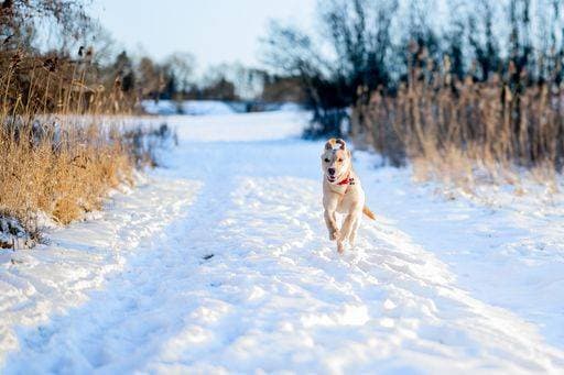 RECORD DATE NOT STATED A daylight shot of a Labrador Retriever playing and running on the snow *** einer Tageslicht erschossen des einer Labradorhündin Retriever spielendes und laufen am der Schnee 4103604