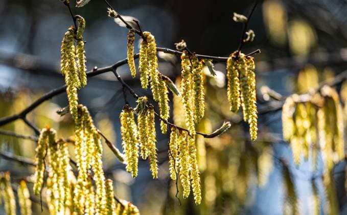 Hasel blüht im Frühling und sorgt beim manchen Allergikern für Probleme. (Rheinau, Schweiz, 09.04.2023)