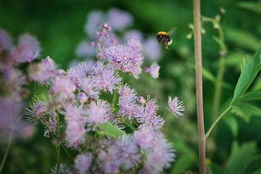 RECORD DATE NOT STATED A closeup shot of a bee flying near the Greater meadow-rue flower on the field on a blurred background *** einer closeupe erschossen des einer Biene fliegend nahe der größerem Wiese rue Blume am der Feld am einer unscharf Hintergrund 4380477