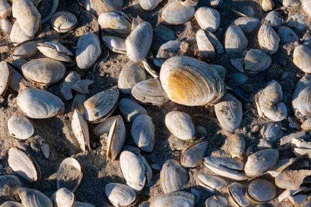 Creative Highlights World Muscheln liegen am Strand am 09.05.2023 in Binz auf der Insel Ruegen. Mussels lie on the beach on May 9th, 2023 in Binz on the island of Ruegen search: Deutschland Mecklenburg-Vorpommern Mecklenburg Vorpommern Mecklenburg-Vorpommern Meckpom Aussenaufnahmen Landschaften Natur Naturlandschaften Biodiversitaet Nachhaltigkeit Tiere Meerestiere Muscheln Venusmuscheln Muschelschalen Schalen Ostsee Mecklenburgische Badetourismus Bade-Tourismus Badeurlaube Strandurlaube Tourismus Urlaub Urlaubsinsel Kueste Ostseekueste Ostseelandschaften Symbolbild Symbolphoto symbolisch Meer Kueste Urlaubsgebiet Wochenendausflug Familienurlaub Kurztripp Reisen Nordostdeutschland Ferien Hauptsaison Saison gutes Wetter Buchungen Buchungen Urlauber Touristen Somm