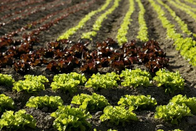 IMAGO Creative, Biodynamische Landwirtschaft Red little baby lettuce in the fields from spain Copyright: xTONOxBALAGUERx xDesignxPicsx , 30906450 Copyright: TONOxBALAGUERx xDesignxPics 30906450