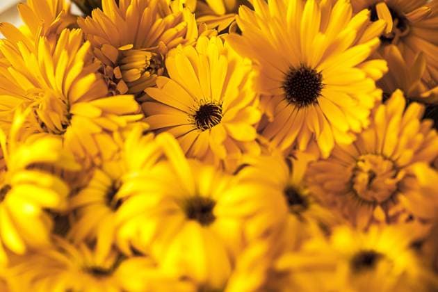 Garten-Ringelblume, Gartenringelblume, Ringelblume (Calendula officinalis), gesammelte Ringelblumenblueten garden-pot marigold (Calendula officinalis), collected flowers BLWS686399 *** Garden Marigold, Garden marigold, Marigold Calendula officinalis , collected ringelblumenblueten Garden Pot Marigold Calendula officinalis , collected Flowers BLWS686399 Copyright: xblickwinkel M.xWuchenauerx