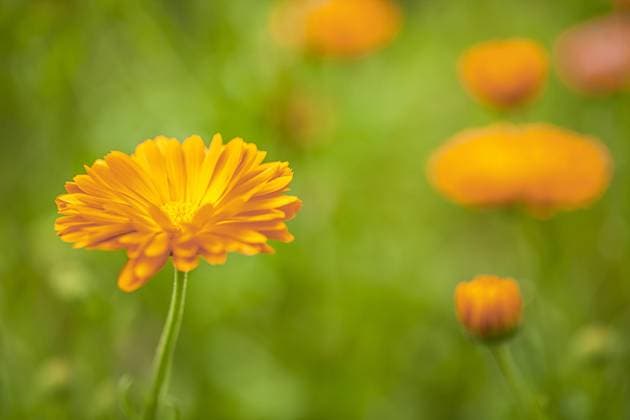 Garten-Ringelblume, Gartenringelblume, Ringelblume (Calendula officinalis), bluehend garden-pot marigold (Calendula officinalis), blooming BLWS686412 *** Garden Marigold, Garden marigold, Marigold Calendula officinalis , blooming Garden Pot Marigold Calendula officinalis , blooming BLWS686412 Copyright: xblickwinkel M.xWuchenauerx
