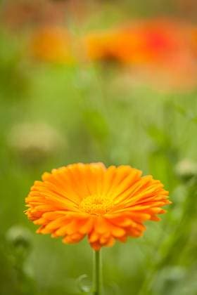 Garten-Ringelblume, Gartenringelblume, Ringelblume (Calendula officinalis), bluehend garden-pot marigold (Calendula officinalis), blooming BLWS686413 *** Garden Marigold, Garden marigold, Marigold Calendula officinalis , blooming Garden Pot Marigold Calendula officinalis , blooming BLWS686413 Copyright: xblickwinkel M.xWuchenauerx