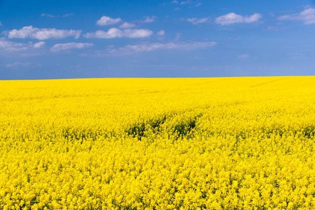 News Bilder des Tages Rapsfeld an der Kieler Förde vor blauem wolkigen Himmel *** Rape field on Kiel Fjord against blue cloudy sky