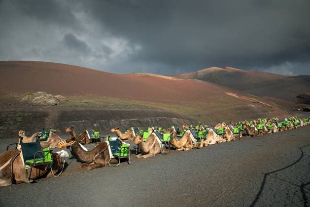 Dromedar, Einhoeckriges Kamel (Camelus dromedarius), warten am Morgen auf Touristen zum Ausritt, Kanaren, Lanzarote, Timanfaya Nationalpark dromedary, one-humped camel (Camelus dromedarius), waiting for the tourists, Canary Islands, Lanzarote, Timanfaya National Park BLWS686586 *** Dromedary, Einhoeckriges Kamel Camelus dromedarius , wait on Tomorrow at Tourists to Ride, Canary Islands, Lanzarote, Timanfaya National Park dromedary, One humped Camel Camelus dromedarius , Waiting for The tourists, Canary Iceland, Lanzarote, Timanfaya National Park BLWS686586 Copyright: xblickwinkel M.xWoikex