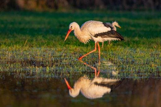 RECORD DATE NOT STATED A closeup shot of storks on the lake in Germany, Hessen, Nidda, Karben *** einer closeupe erschossen des Störche am der See ÊIn Germany, Hessen, Nidda, Karben 4880298