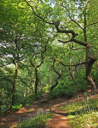 IMAGO Creative, Sommer, Schatten-Plätze bei Hitze sunlit spring woodland with bright green foliage on old twisted trees with pathways surrounded by bluebells sunlit spring woodland with bright green foliage on old twisted trees with pathways surrounded by bluebells Copyright: xZoonar.com PhilipxOpenshawx 17057279