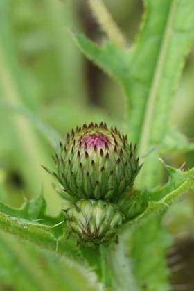 RECORD DATE NOT STATED Natural vertical close-up on an emerging flower head of the Brook thistles, Cirsium rivulare *** natürliche hoch schließen Aufwärts am An&Verkauf Aufkommendes Blume Kopf des der Bachlaufes thistles, Cirsium rivulare 19484444