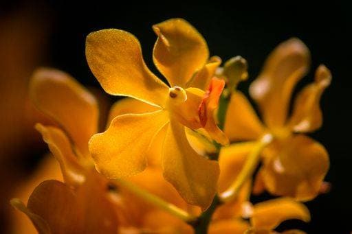 A selective focus shot of yellow orchid in Singapore Botanic Gardens *** einer selektive Fokus erschossen des Gelb Orchidee ÊIn Singapur Botanic Gärten 4983206