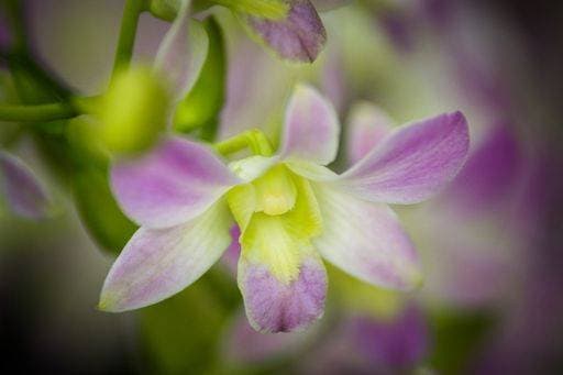 A closeup of a beautiful purple Orchid flower with a blurry background, Singapore Botanic Gardens *** einer closeupe des einer Schönes lila Orchidee Blume mit einer blurry background, Singapur Botanic Gärten 4983213