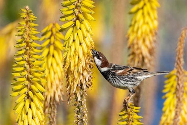 Creative Highlights World Weidensperling, Weiden-Sperling (Passer hispaniolensis), Maennchen sitzt auf bluehender Aloe vera, sucht Nahrung, Kanaren, Lanzarote Spanish sparrow (Passer hispaniolensis), male sittin on blooming Aloe vera, Canary Islands, Lanzarote BLWS686618 *** Willow Sparrow, Willows Sperling Passer hispaniolensis , Men sits at bloomer Aloe vera, searches Food, Canary Islands, Lanzarote Spanish Sparrow Passer hispaniolensis , Male sittin ON blooming Aloe vera, Canary Iceland, Lanzarote BLWS686618 Copyright: xblickwinkel M.xWoikex