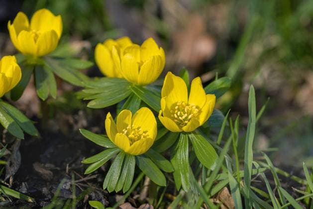 Kleiner Winterling (Eranthis hyemalis), bluehende Pflanzen, Niederlande, Friesland winter aconite (Eranthis hyemalis), blooming, Netherlands, Frisia BLWS686636 *** Kleiner Winterling Eranthis hyemalis , blooming Plants, Netherlands, Friesland Winter aconite Eranthis hyemalis , blooming, Netherlands, Frisia BLWS686636 Copyright: xblickwinkel M.xWoikex