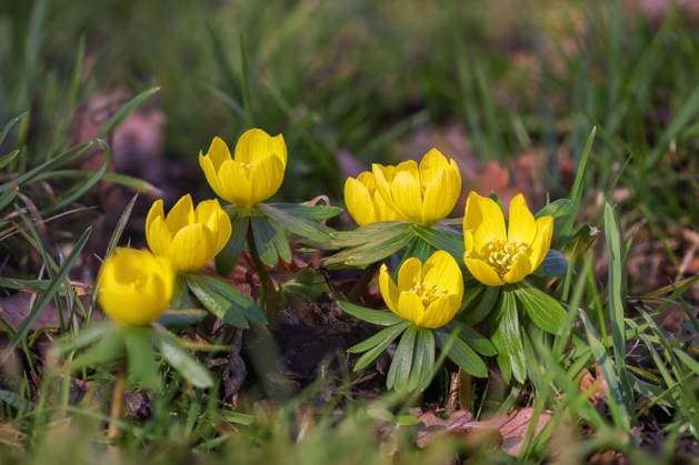Kleiner Winterling (Eranthis hyemalis), bluehende Pflanzen, Niederlande, Friesland winter aconite (Eranthis hyemalis), blooming, Netherlands, Frisia BLWS686637 *** Kleiner Winterling Eranthis hyemalis , blooming Plants, Netherlands, Friesland Winter aconite Eranthis hyemalis , blooming, Netherlands, Frisia BLWS686637 Copyright: xblickwinkel M.xWoikex