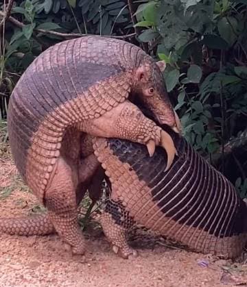 **VIDEO AVAILABLE: CONTACT INFO@COVERMG.COM TO RECEIVE** This image shows: Giant armadillos mating - captured on video for the first time in the wild. Giant armadillos have been filmed having sex in the wild for the first time - and it?s a remarkable sight thanks to the male of the species? huge penis. Although it is instantly recognisable, not much is known about the hardy South American creature s life in the wild as it is a nocturnal animal with very discreet habits. Until now that is! Despite studying the animals since 2010, the Instituto de Conservacao de Animais Silvestres? (ICAS) Giant Armadillo Project had never filmed the animal mating. Until they were passed a WhatsApp video showing a pair of armadillos getting it on. As Copyright: xx 52705818 EDITORIAL USE ONLY. NOT FOR USE BY NEWSPAPERS BASED IN THE UK.