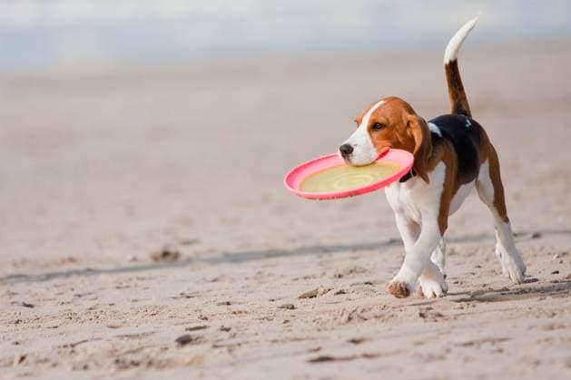 Small dog, beagle puppy playing with frisby on beach Copyright: xPeterxKirillovx xDesignxPicsx , 30974140 Copyright: OlgaxAltuninax xDesignxPics 30974140