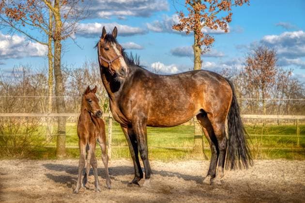 A week old dark brown foal stands outside in the sun with her mother. mare with red halter. Warmblood, KWPN dressage horse. animal themes, newborn A week old dark brown foal stands outside in the sun with her mother. mare with red halter. Warmblood, KWPN dressage horse. animal themes, newborn. Copyright: xZoonar.com Geertje-GrietjexVeenstrax 18556497