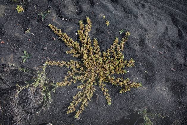 Creative Highlights World Kanarisches Eiskraut (Aizoon canariense, Aizoon canariensis), fruchtend, Kanaren, Lanzarote Canarian Iceplant, Canary Iceplant (Aizoon canariense, Aizoon canariensis), fruiting, Canary Islands, Lanzarote BLWS686648 *** Canary Islands Eiskraut aizoon canariense, aizoon canariensis , fruiting, Canary Islands, Lanzarote canarian Iceplant, Canary iceplant aizoon canariense, aizoon canariensis , fruiting, Canary Iceland, Lanzarote BLWS686648 Copyright: xblickwinkel M.xWoikex