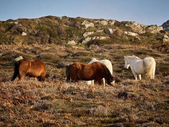 UK - South Wales - St Davids Head - Wild Horses Wild horses can be seen throughout the seasons near to the Carn Llidi peak Copyright: xZoonar.com StevenxSlaterx 19668186