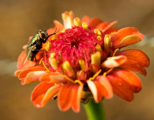 hover fly sitting on an orange flower Copyright: xsherylxcastonx xDesignxPicsx , 31039689 Copyright: VanessaxvanxRensburgx xDesignxPics 31039689