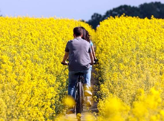 Rapsfeld Teltow, 13.05.2023 - Eine Paar faehrt mit Mountainbikes ueber einen Feldweg an bluehenden Rapsfeldern vorbei. Teltow Brandenburg Deutschland *** Rape field Teltow, 13 05 2023 A couple riding mountain bikes along a dirt road past flowering rape fields Teltow Brandenburg Germany