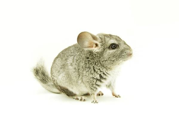 gray chinchilla isolated on white Copyright: xVitalikxPakhnyushchyyx xDesignxPicsx , 31056072 Copyright: VitalikxPakhnyushchyyx xDesignxPics 31056072