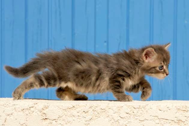 young kitten walking in front of a blue background Copyright: xbonzamixemmanuellex xDesignxPicsx , 31058358 Copyright: AndreyxLipkox xDesignxPics 31058358