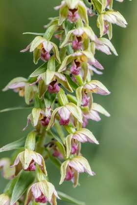 Epipactis helleborine, Breitblättrige Stendelwurz, Breitblättrige Sumpfwurz Epipactis helleborine, Breitblättrige Stendelwurz, Breitblättrige Sumpfwurz, Breitblättrige Sitter, Grüne Waldständel, Grüne Waldstendel - Epipactis helleborine, known as Broad helleborine, Broad-leaved helleborine, Broadleaf helleborine Copyright: xZoonar.com LotharxHinzx 19898148