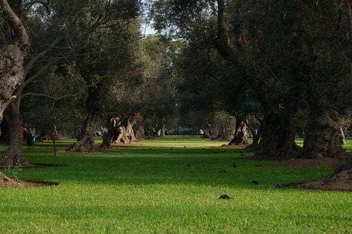 RECORD DATE NOT STATED A carpet of green grass under a tunnel of trees at a park in Lima, Peru *** einer Teppich des Grün Gras unterhalb einer Tunnelbaustellen des Bäume im einer parkähnliche ÊIn Lima, Perus 5827306