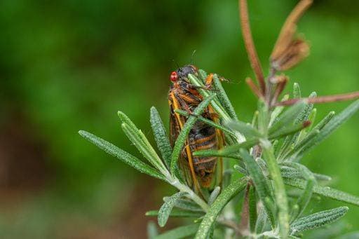 RECORD DATE NOT STATED A 17-year-old cicada resting on a rosemary plant after an emergence from nymphal case in a garden *** einer 17 Jahr Alte Zikade ausruhenden am einer Rosmarin Pflanze nachdem An&Verkauf Auftauchen von nymphal Fall ÊIn einer Garten 5922159