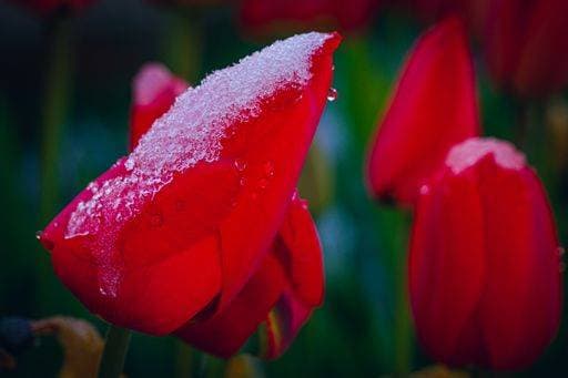 A closeup shot of red tulips blossoming in the garden *** einer closeupe erschossen des Roter Tulpen aufblühende ÊIn der Garten 5953481
