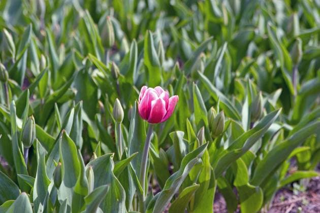 Spring in sight Copyright: xPeterxTetzlaffx xDesignxPicsx , 31112621 Copyright: PeterxTetzlaffx xDesignxPics 31112621