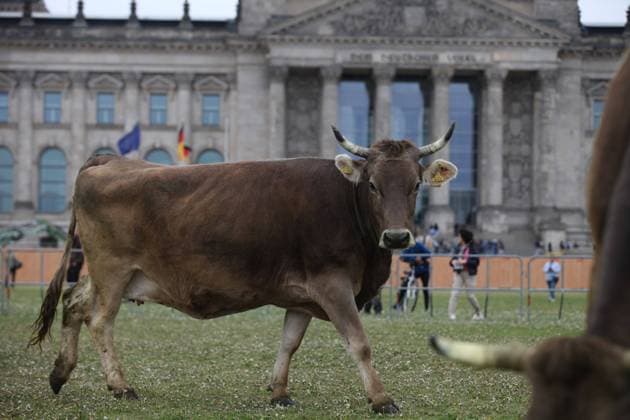 Bilder des Jahres 2023, News 05 Mai News Themen der Woche KW20 News Bilder des Tages Berlin, Deutschland, 16.05.2023: Die Umweltschutzorganisation Greenpeace und die Arbeitsgemeinschaft bäuerliche Landwirtschaft ( AbL Bauern Landwirte ) demonstrieren mit einer Herde Milchkühe im Regierungsviertel auf der Wiese vor dem Reichstag für die Förderung der Weidehaltung ( Demonstration Protest ). *** Berlin, Germany, 16 05 2023 The environmental protection organization Greenpeace and the Arbeitsgemeinschaft bäuerliche Landwirtschaft AbL farmers farmers demonstrate with a herd of dairy cows in the government district on the lawn in front of the Reichstag for the promotion of grazing Demonstration Protest Copyright: xdtsxNachrichtenagenturx dts_18963