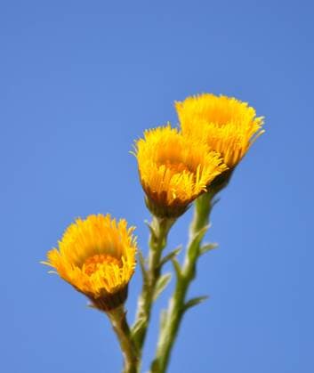 Coltsfoot (Tussilago farfara) Copyright: xRobertxBiedermannx xDesignxPicsx , 31120471 Copyright: RobertxBiedermannx xDesignxPics 31120471