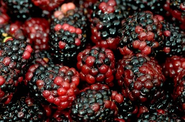 Lots of berries arranged at the background Copyright: xElnurxAmikishiyevx xDesignxPicsx , 31124831 Copyright: ElnurxAmikishiyevx xDesignxPics 31124831