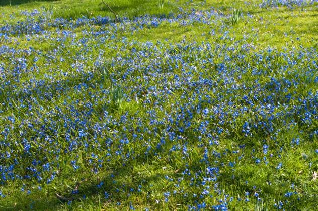 small scilla flowers in early march Copyright: xhansxengbersx xDesignxPicsx , 31128353 Copyright: hansxengbersx xDesignxPics 31128353