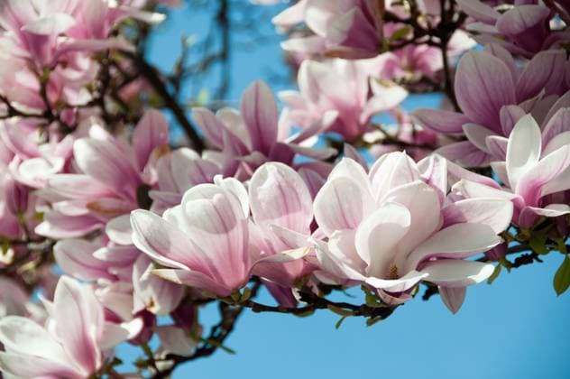 Close up of magnolia blossom in full bloom Copyright: xFrankxGärtnerx xDesignxPicsx , 31135212 Copyright: VladimirxxNikulinx xDesignxPics 31135212