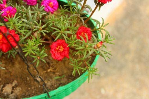 RECORD DATE NOT STATED Closeup of Portulaca plant with beautiful flowers growing in a hanging basket *** closeupe des Portulaca Pflanze mit Schönes Blumen wachsend ÊIn einer hängend Korb 6319932
