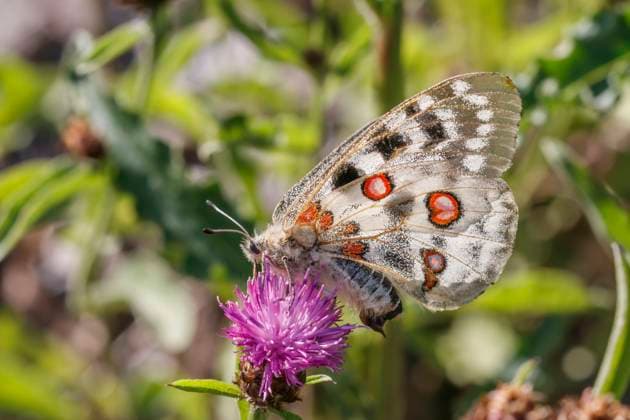 Parnassius apollo viningensis, Apollo, Mosel-Apollofalter, Roter Apollo Parnassius apollo viningensis, Apollo, Mosel-Apollofalter, Roter Apollo - Parnassius apollo viningensis, known as the Apollo, also Mountain apollo, a pretty but rare butterfly from Germany Copyright: xZoonar.com LotharxHinzx 19939589