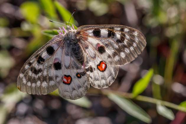 Parnassius apollo viningensis, Apollo, Mosel-Apollofalter, Roter Apollo Parnassius apollo viningensis, Apollo, Mosel-Apollofalter, Roter Apollo - Parnassius apollo viningensis, known as the Apollo, also Mountain apollo, a pretty but rare butterfly from Germany Copyright: xZoonar.com LotharxHinzx 19939629