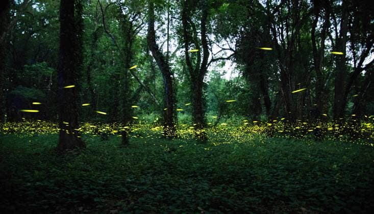 IMAGO Nature: Unsere Erde, Lichtverschmutzung in den Nächten bedroht Glühwürmchen-Populationen GUANGZHOU, CHINA - MAY 15: Swarms of fireflies light up a forest at South China National Botanical Garden on May 15, 2023 in Guangzhou, Guangdong Province of China.  Copyright: xVCGx 111436835046