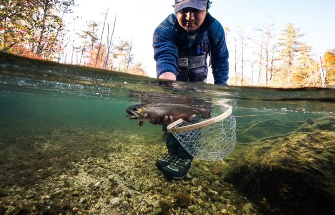 Underwater photo of man releasing a brook trout during foliage season Windham, Maine, United States CR_BRDO2302106C-1125067-01 ,model released, Symbolfoto