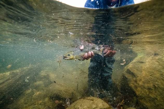 Underwater photo of man releasing a salmon during foliage season Windham, Maine, United States CR_BRDO2302106C-1125072-01 ,model released, Symbolfoto