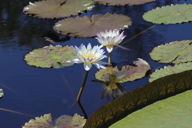 Longwood Gardens Water lily and Lily Pads Kennett Square, Pennsylvania, United States R_BVSK23021165-1125292-01