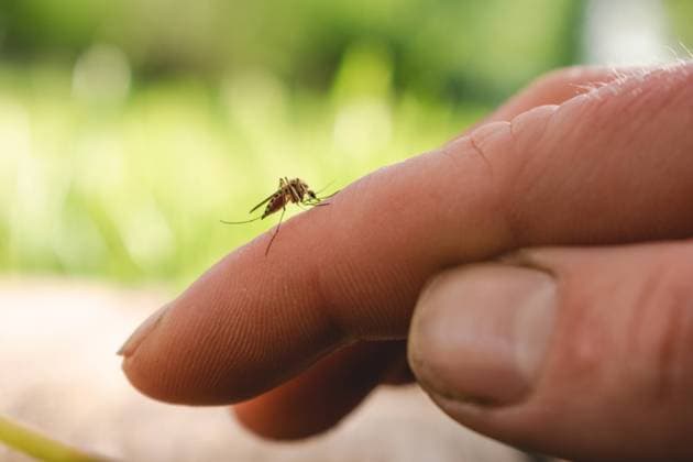 A mosquito on human skin drinks blood. Insect attack on humans. Zhytomyr, Zhytomyr Oblast, Ukraine R_MKGD230515-1188137-01 ,model released, Symbolfoto