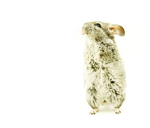 gray chinchilla isolated on white Copyright: xVitalikxPakhnyushchyyx xDesignxPicsx , 31153659 Copyright: VitalikxPakhnyushchyyx xDesignxPics 31153659