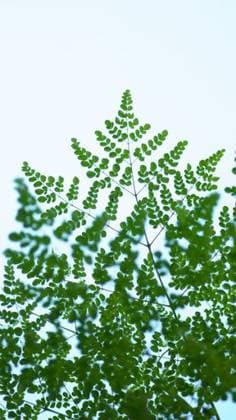 RECORD DATE NOT STATED A low angle shot of a drumstick tree leaves *** einer Geringe Winkel erschossen des einer Trommelstock Baum verlässt 6447656